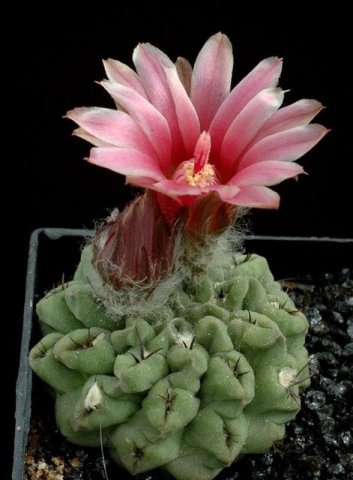 Neochilenia_mitis